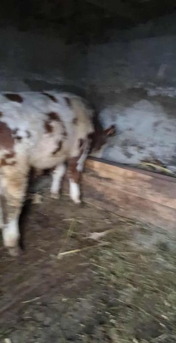 Vițel florean bălțat