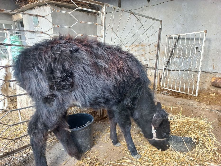 Sigir, qochar,ona bola