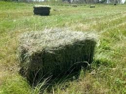 Продам сено  тюк
