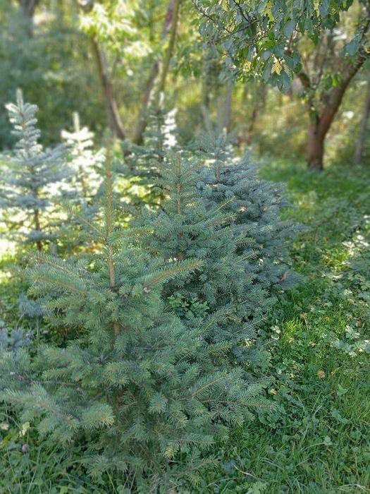 Brad argintiu cu radacina