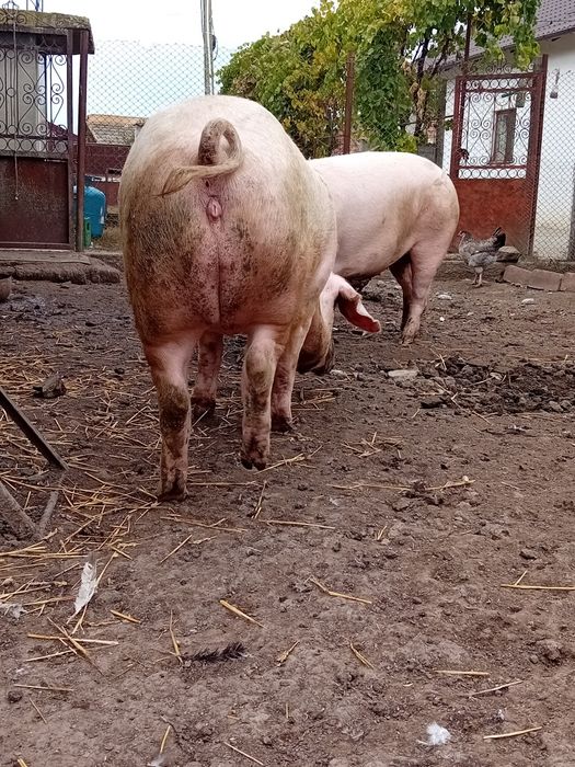 Vând ce se vede în poze
