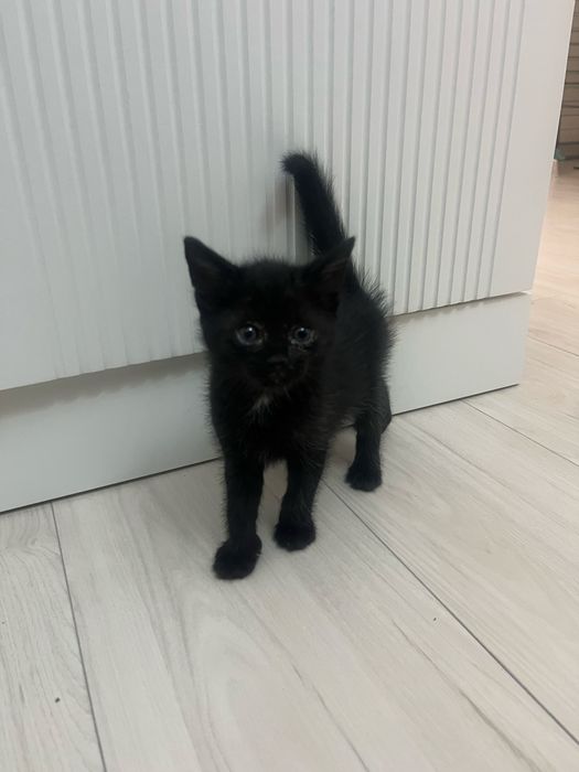 Отдам котика котят