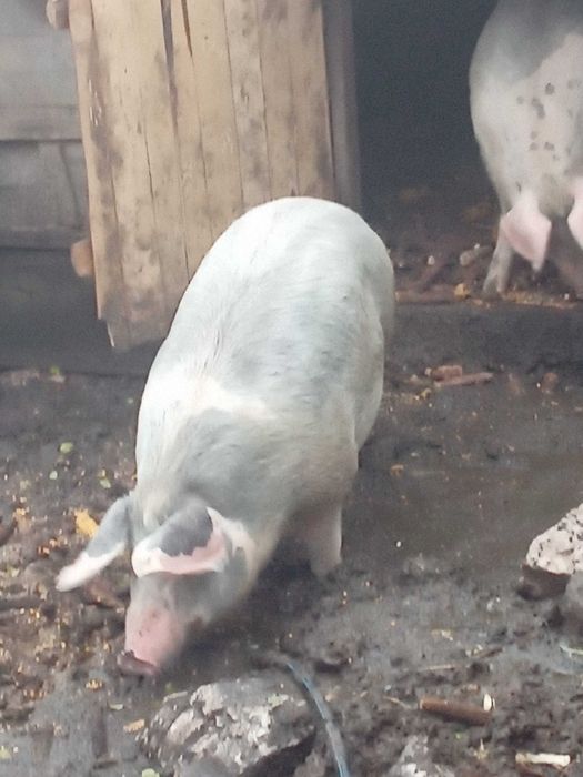 Vaca de vânzare pentru sacrificat