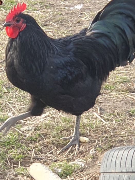 Cocosi Austrolop negru