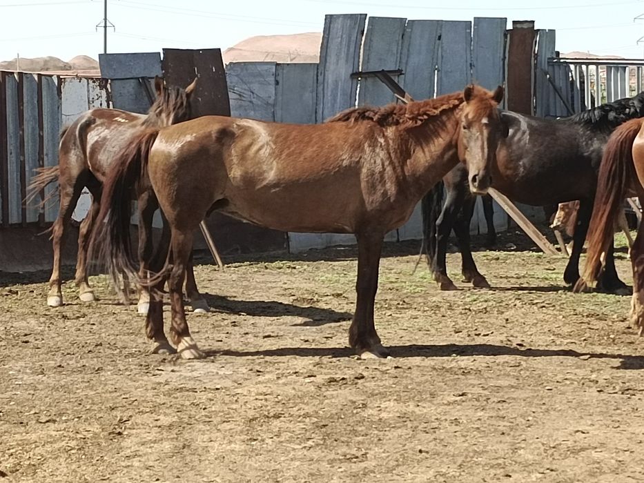 Семіз ту бие сатамын.  Арқалықта  үйірде жүр..