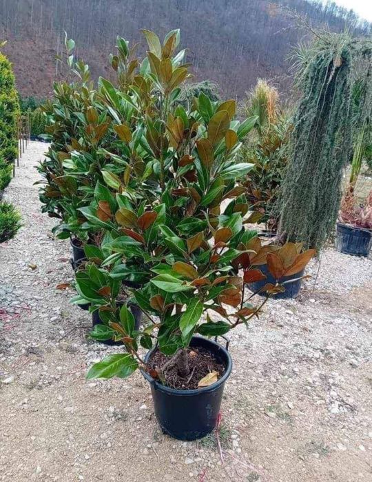 Plante ornamentale la pret de producator