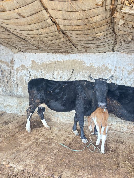 Бузаулы сиыр сатылады