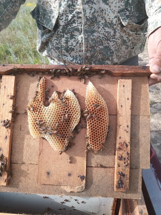 Tabiiy toza tog‘ asali sotiladi