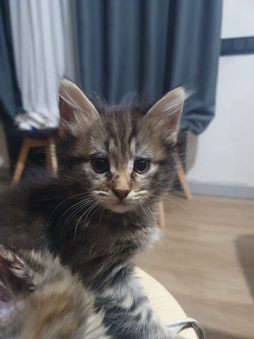 Отдам котенок мальчик