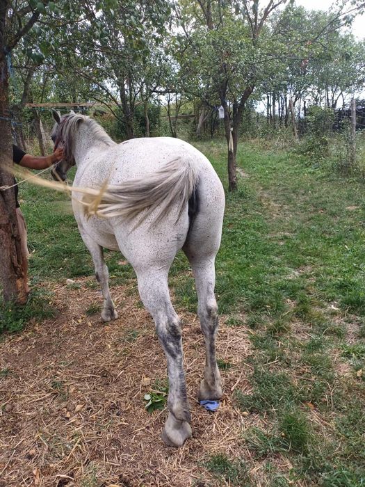 Ieapă de vânzare