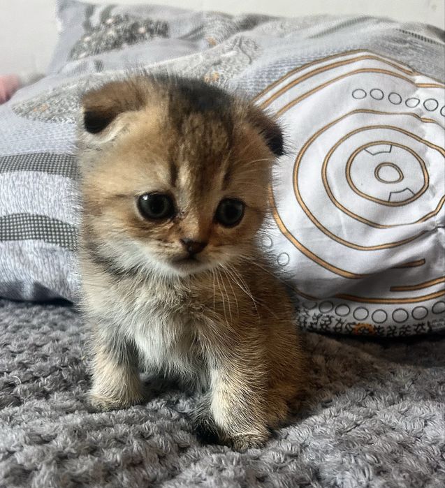 Шотландские котята