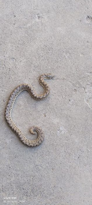 Колбар жылан бар