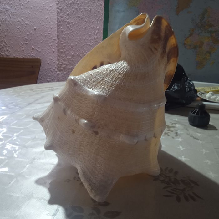 Морская раковина.