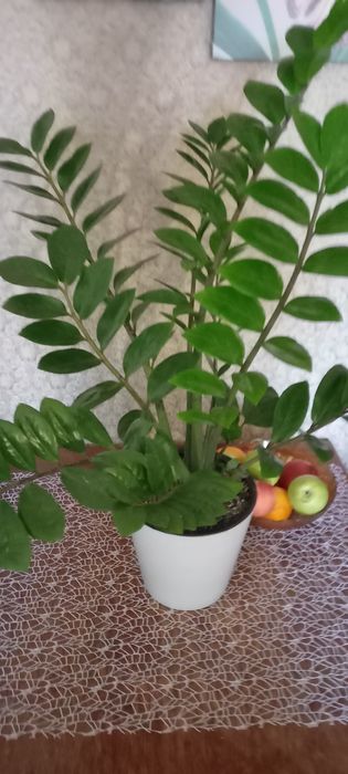 Продам комнатные цветы.