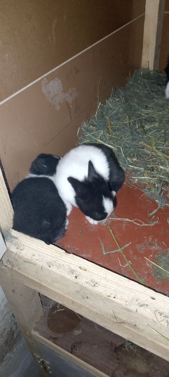 Panda zotli quyon sotiladi