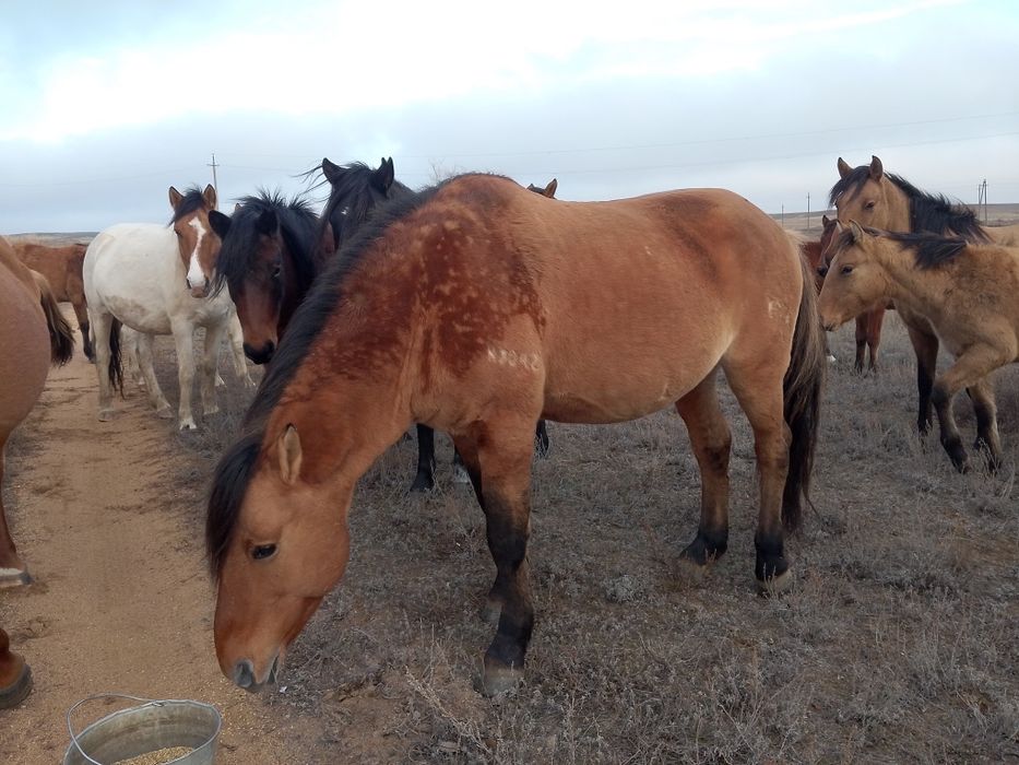 Продаётся айгыр мугалжар