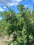 Prune Stanley,  struguri de masă