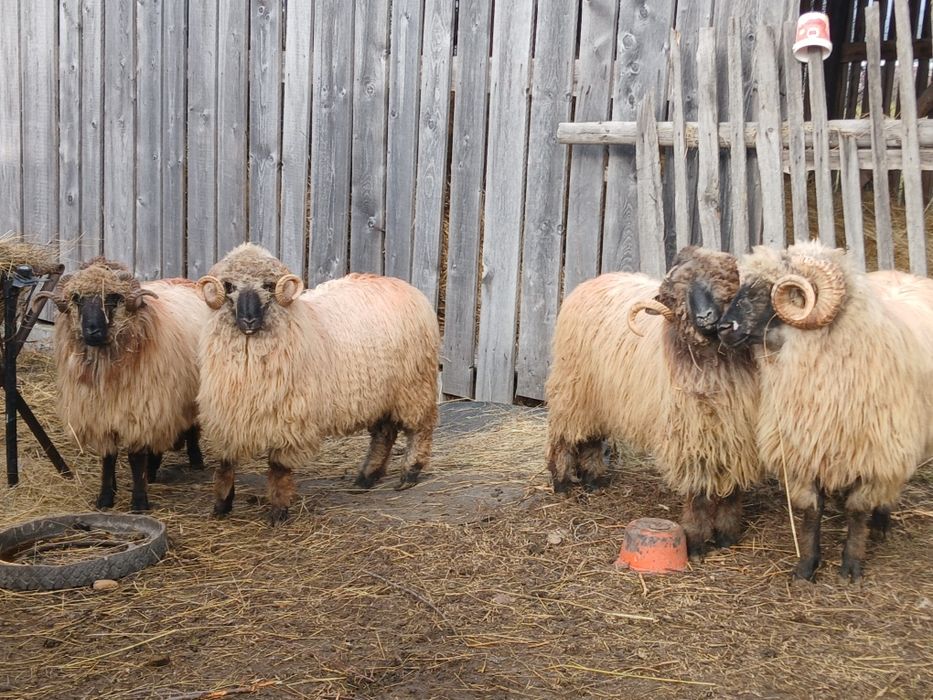 Vand berbeci bucalai