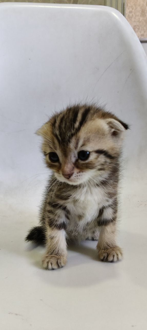 Britanski Shinshil/ Котенок Шиншилла