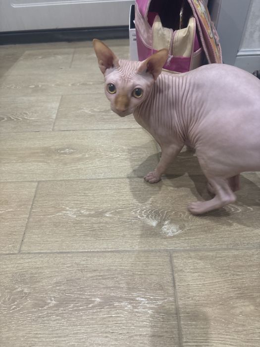 Продаю кота,ему 3 месяца по нашему.