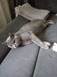 Motănel british shorthair
