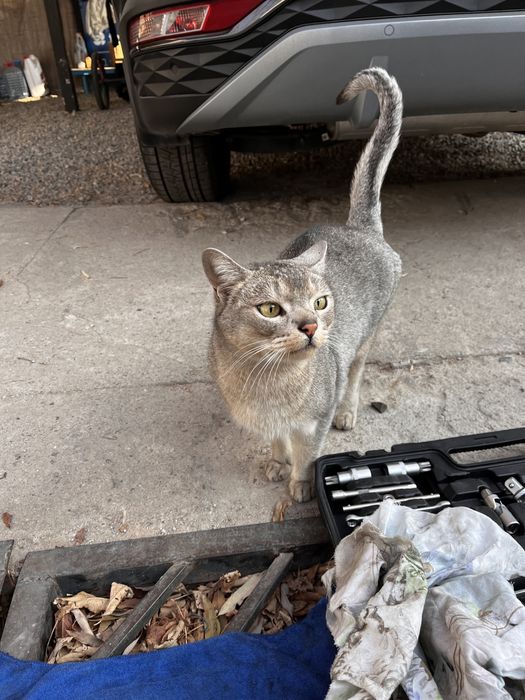 Отдам кота в добрые руки