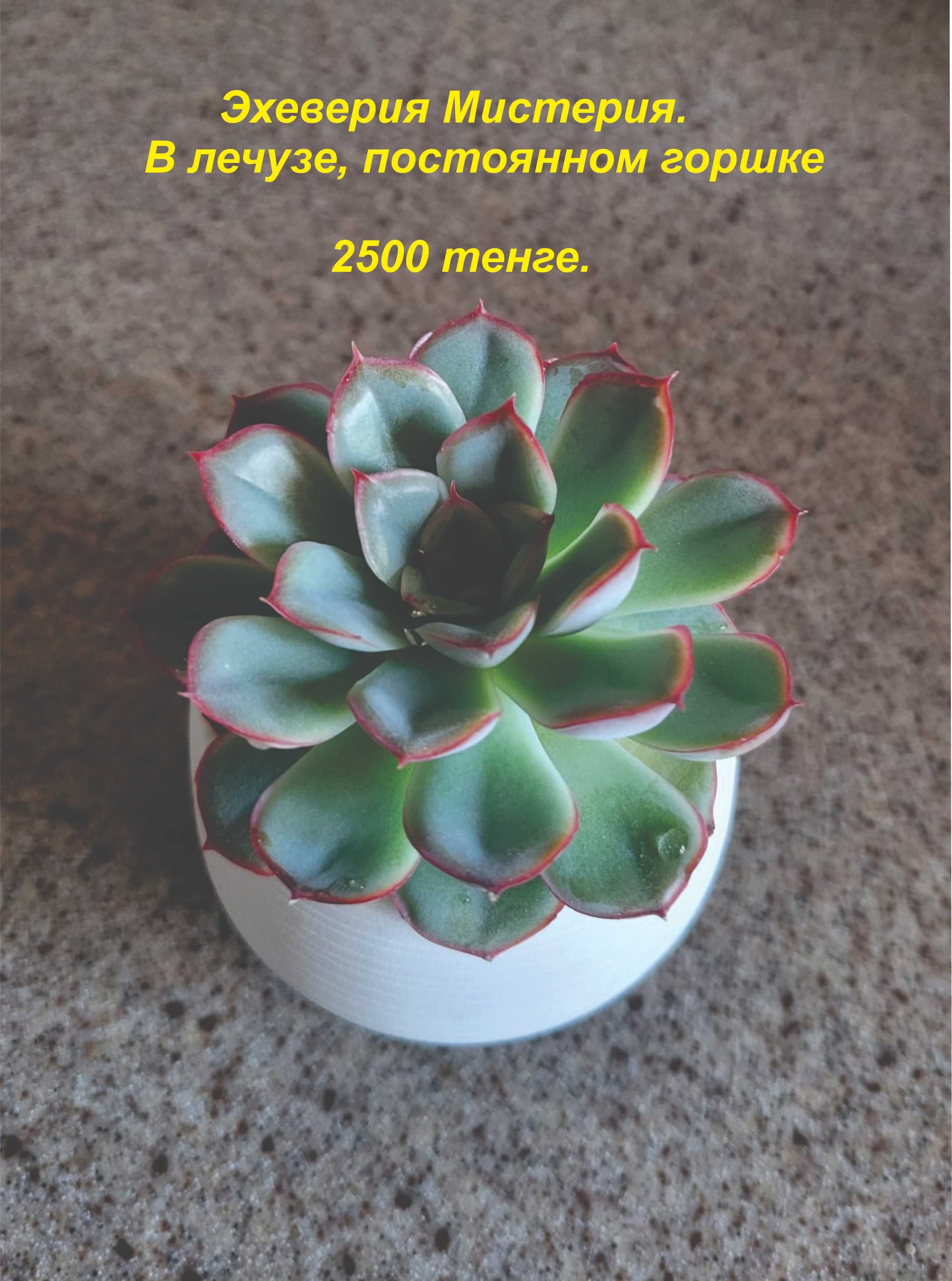 Продам суккуленты