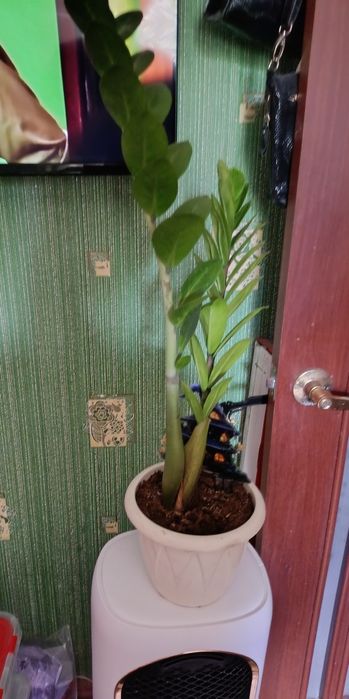 Замиакулькас комнатные растения