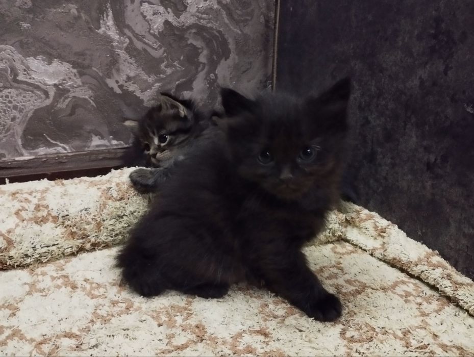 отдаю котят в хорошие руки