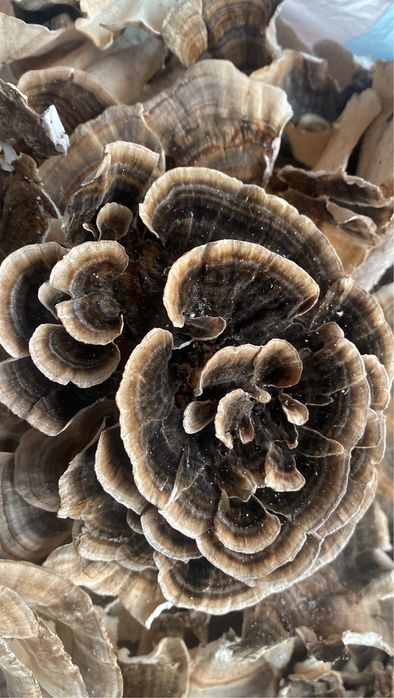 Coada de curcan 120 lei/100 gr