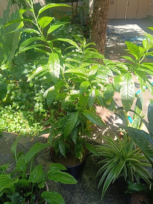 Уй ва офис учун гуллар