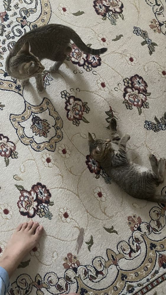 Отдам котять в добрые руки
