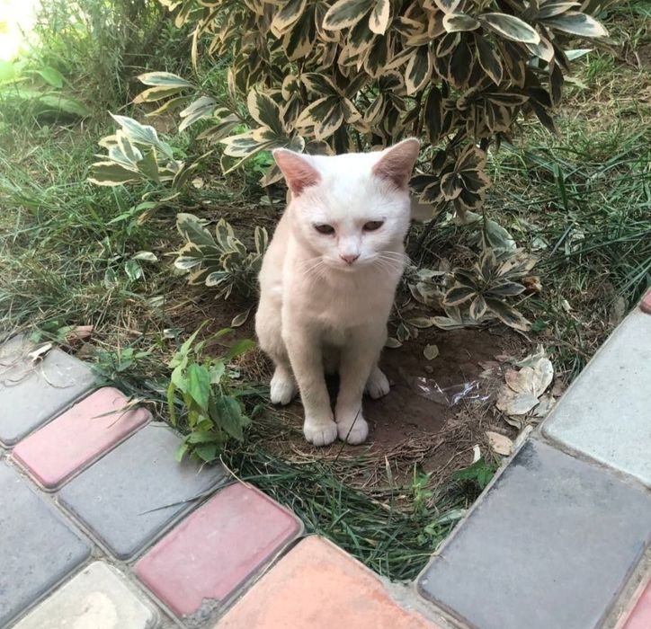 В хорошие руки турецкая онгора бесплатно