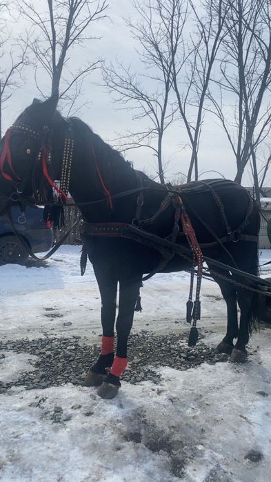 Armăsar de vanzare