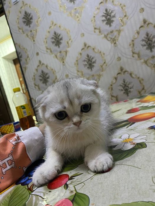 Продаетса  кошки  мушуклар шиншила