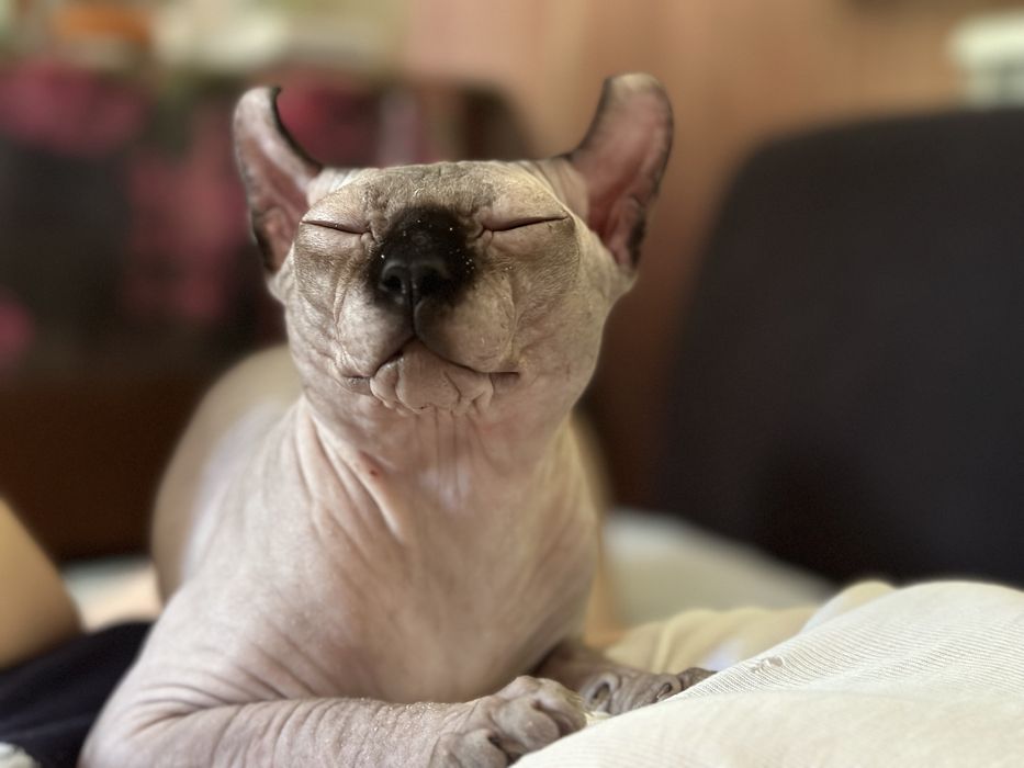 Вязка сфинкс эльф