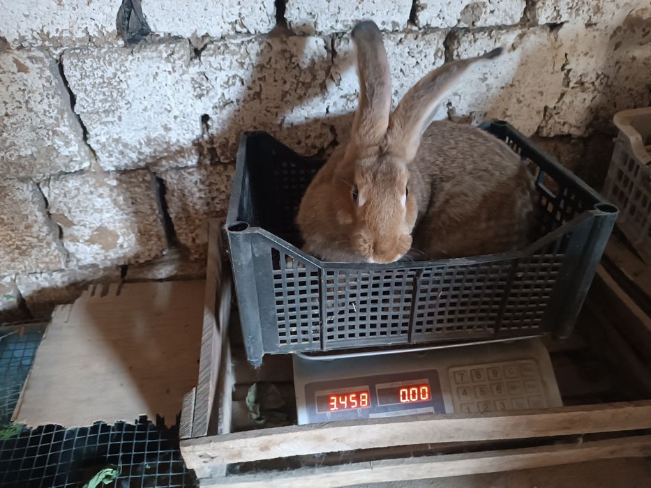 Quyonlar sotiladi velikan