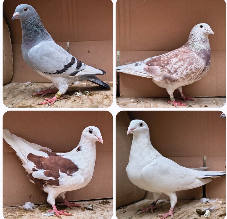 Porumbei voiajori 2025 și păsări din matcă