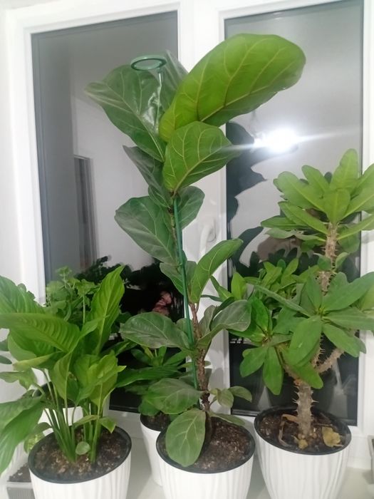 Домашние цветы:фикус лирата,молочай миля,дифенбахия и многие другие