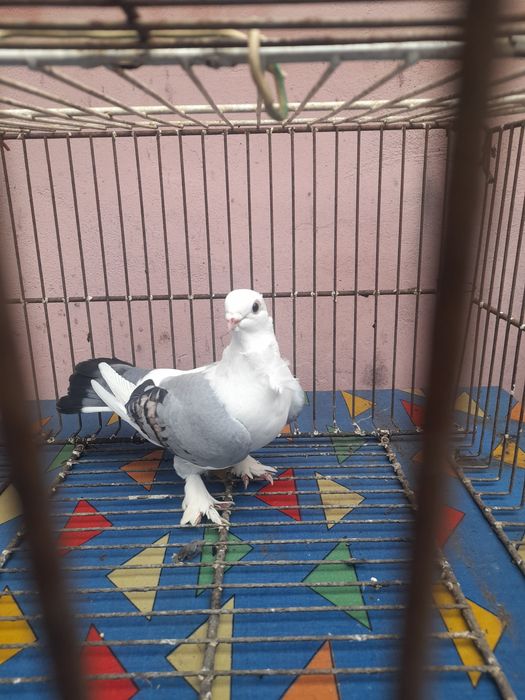 Porumbei voiajori/galateni/satineti