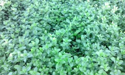 menta olandeza plante aromatice oregano coriandru rozmarin floricele