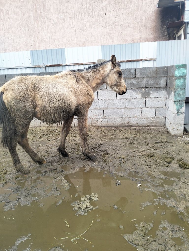 Тайшыгар Лощадь.