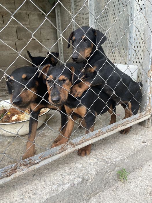 Продам щенков ягдтерьер