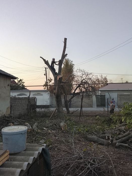 Дарахт кесиш хизмат