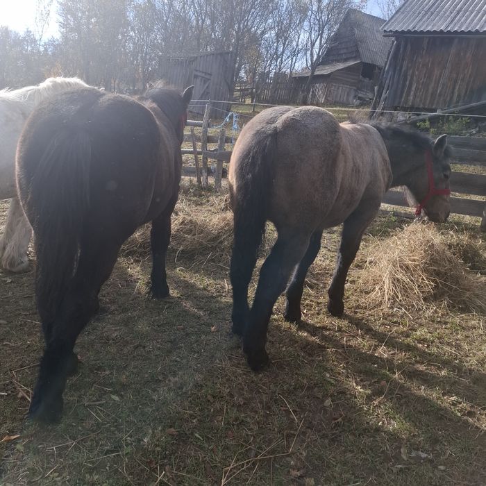 Vând 2 manze cu acte in regula