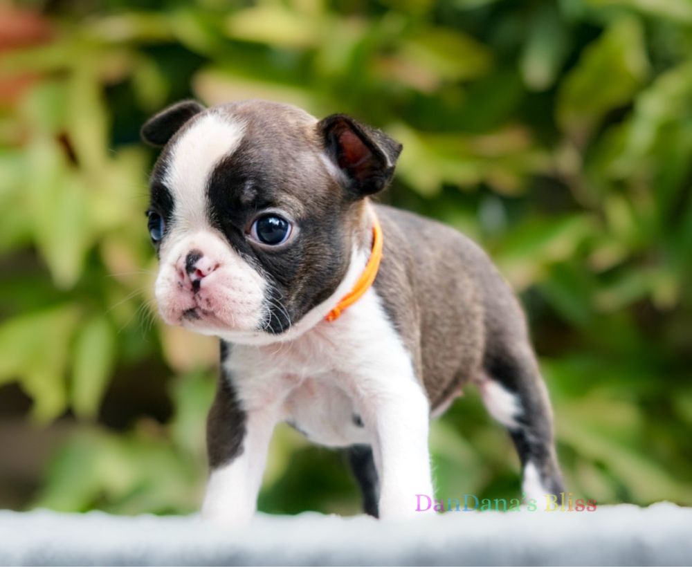 Boston terrier cu pedigree - fetita