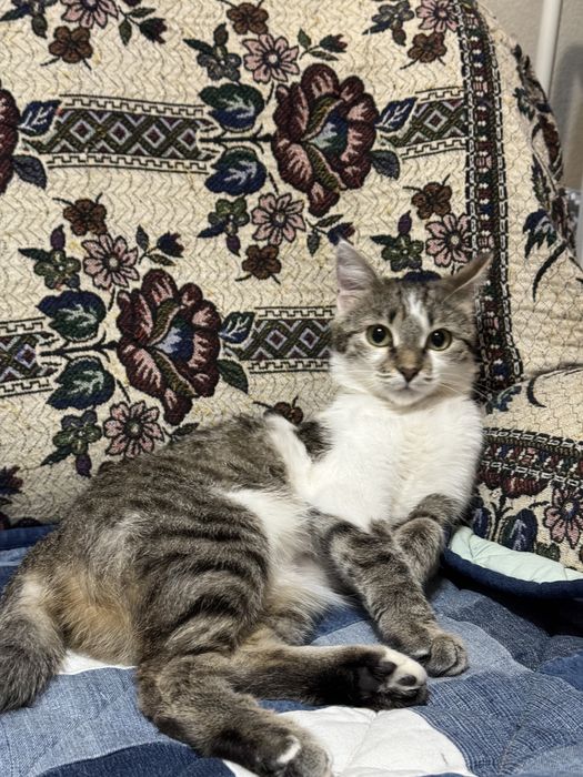 Отдам кошечку