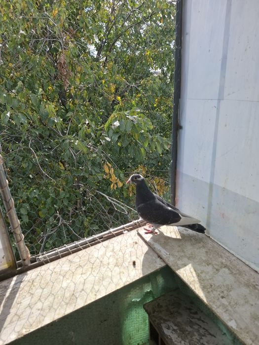 Porumbei Voiajori Sport