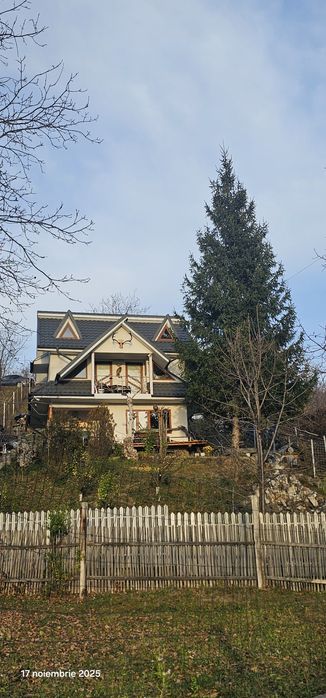 De vanzare brad natural 15m