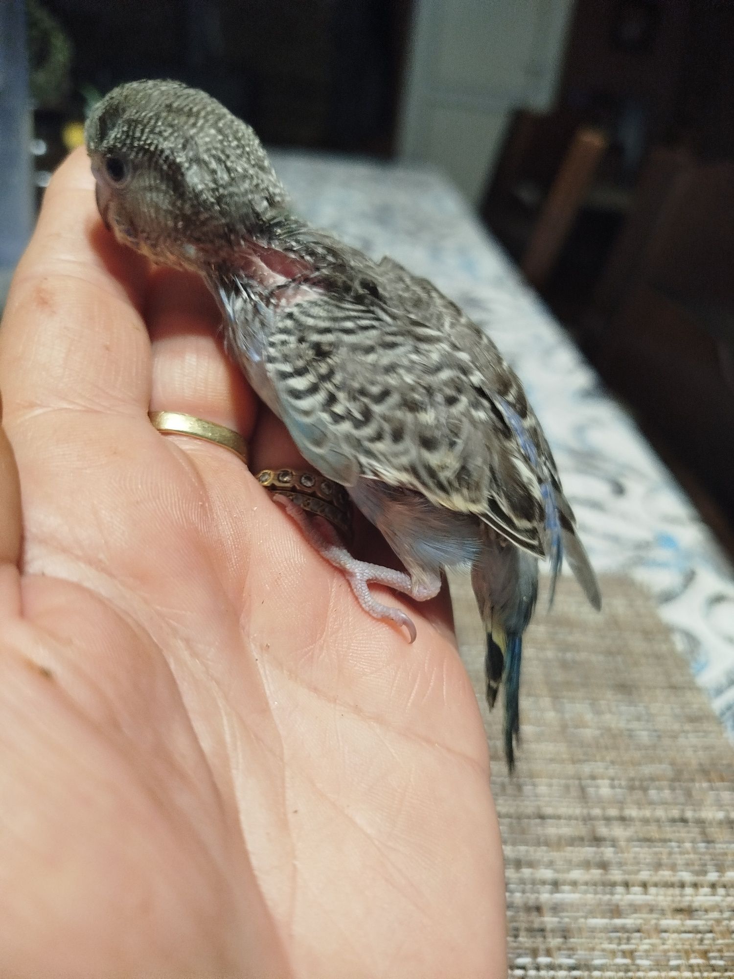 вълнисти социални папагали